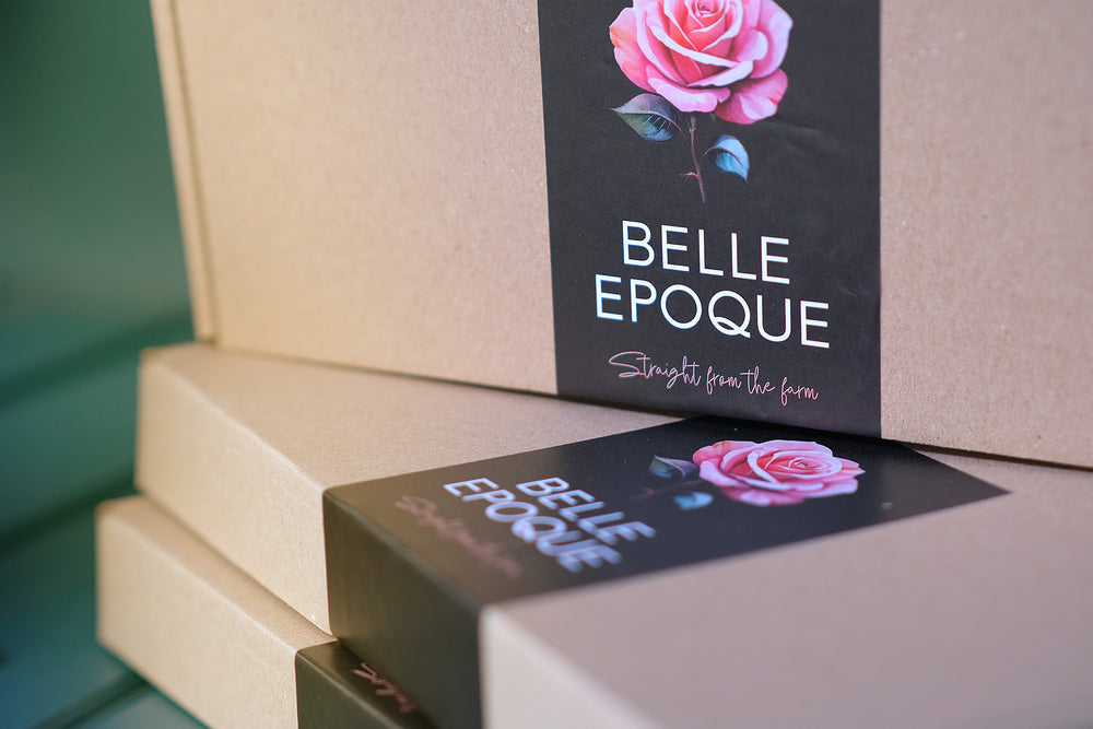 Give your roses the best start