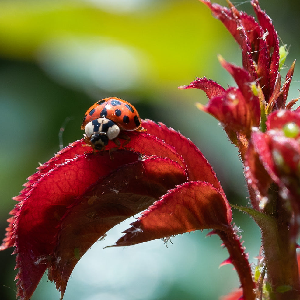 Grown in harmony with nature
