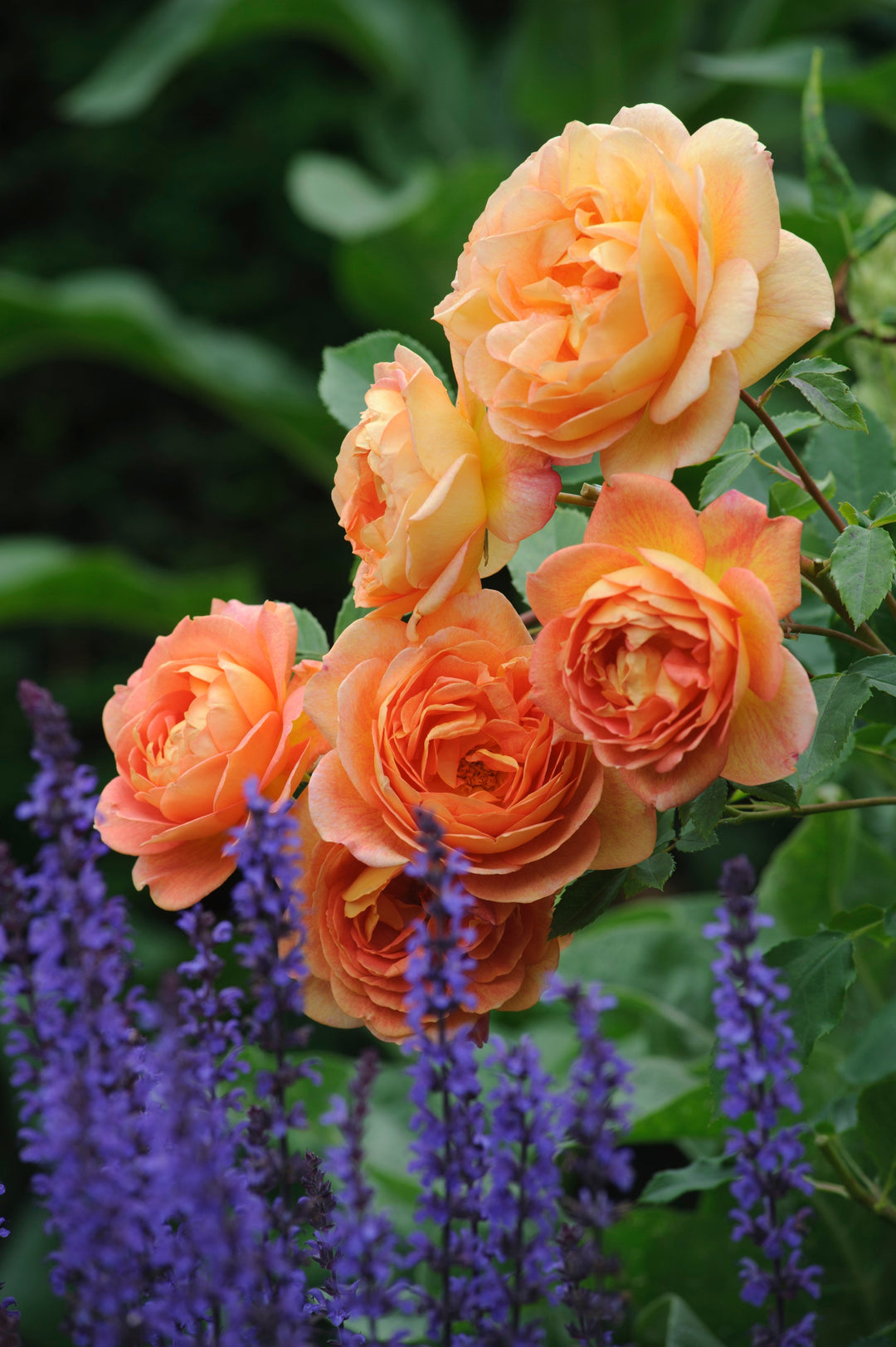 Lady of Shalott: een roos met een verhaal uit Camelot
