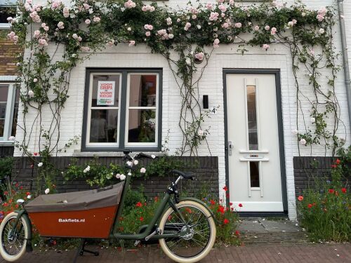 Urban Roses – de mooiste rozen voor stadstuin en balkon