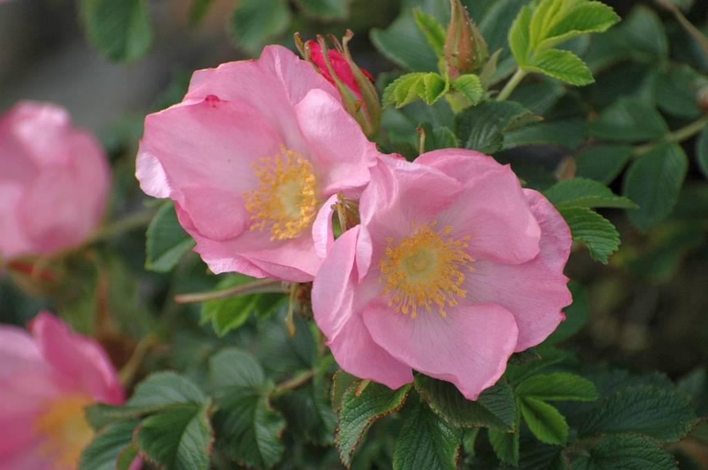 De pure schoonheid van wilde rozen - Belle Epoque
