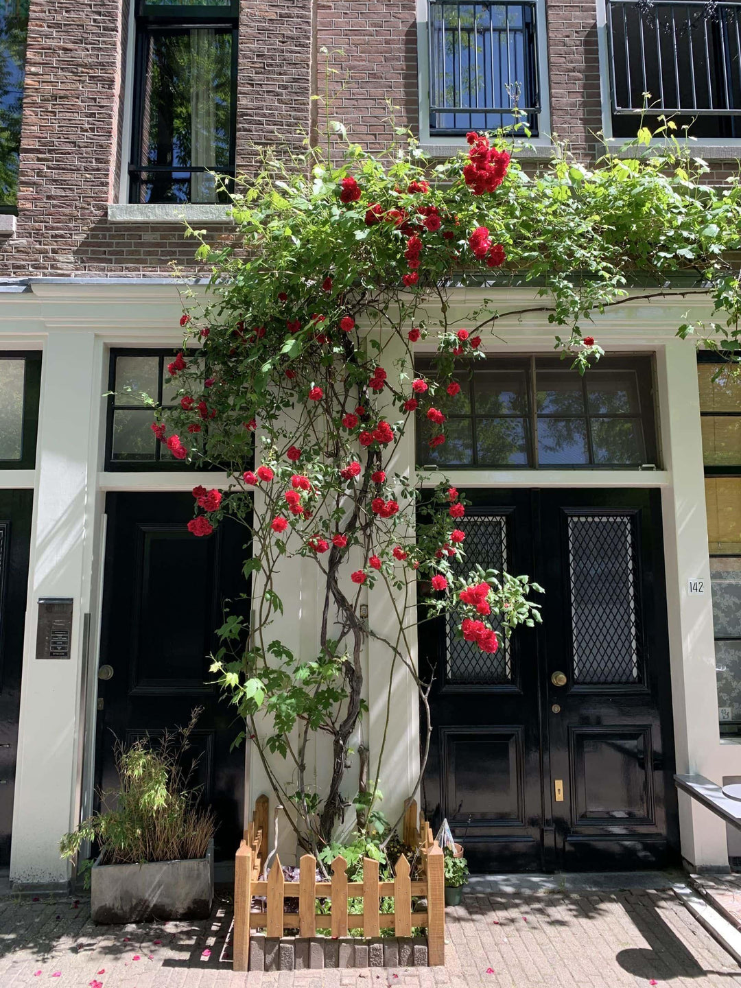 Deel je liefde voor klimrozen. - Belle Epoque