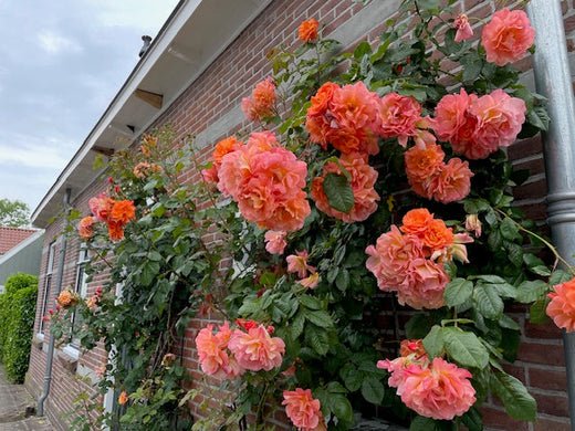 Heb jij een schitterende roos in je tuin? Deel jouw foto’s met ons! - Belle Epoque