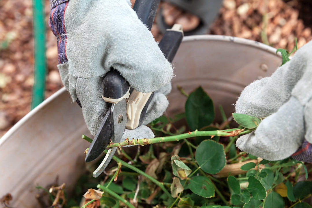 Maandelijkse onderhoudsgids voor Belle Epoque rozen - Belle Epoque