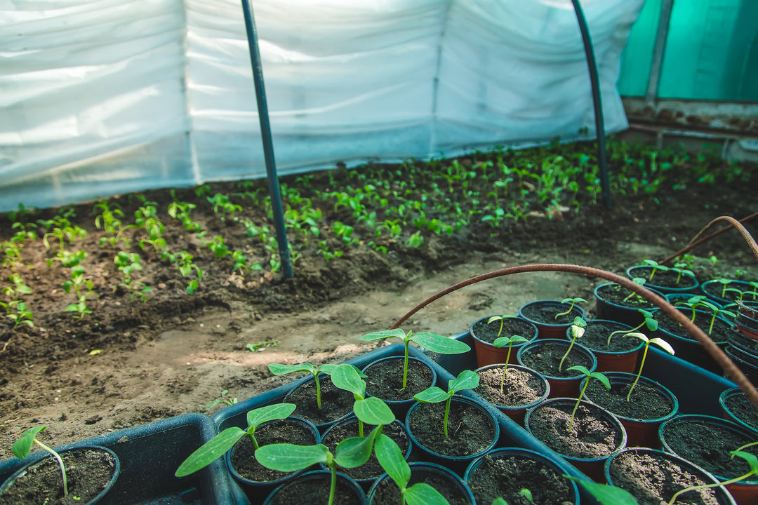 Ontmoet de Kwekers – een inspirerende dag bij ons op de kwekerij!