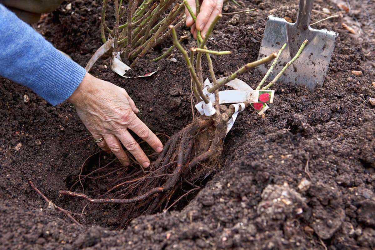 Kale wortel of rozen in pot – Wat is het verschil?