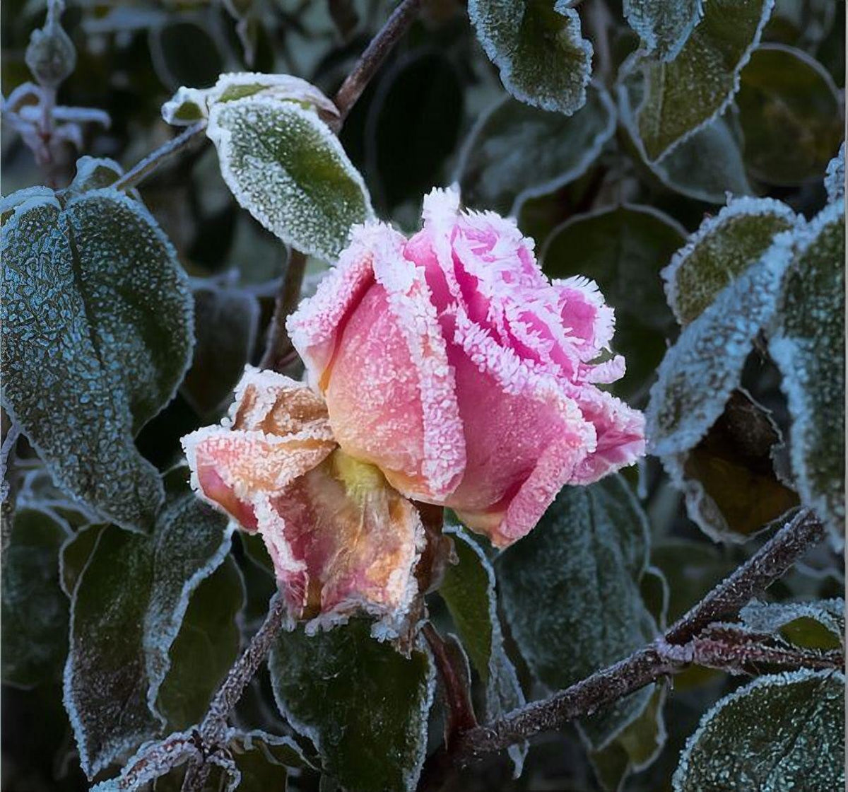 Rozen planten in de winter - Belle Epoque