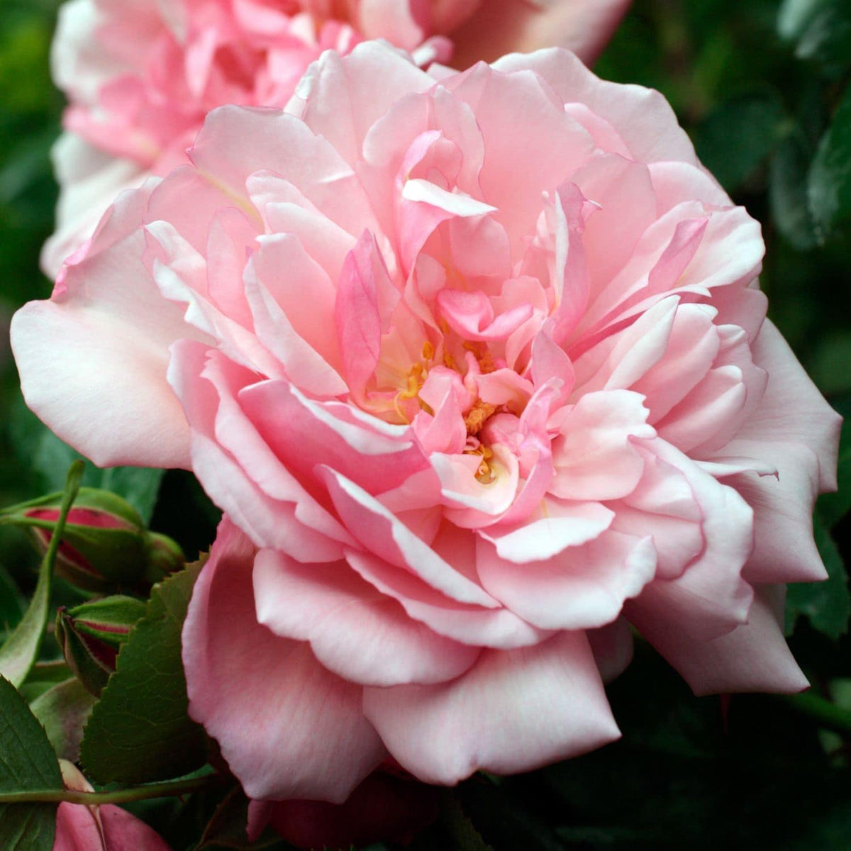‘s Werelds allermooiste rozen - plant nu en geniet deze zomer! - Belle Epoque