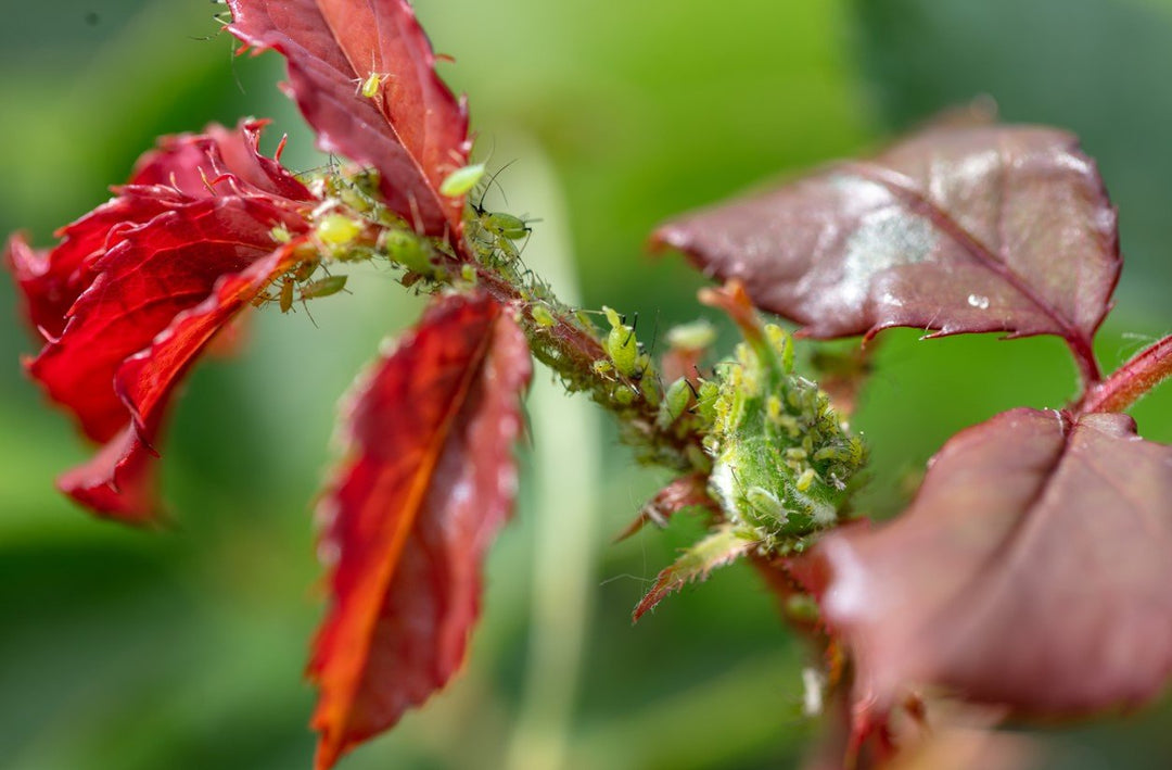 Wat te doen tegen luis op rozen? - Belle Epoque