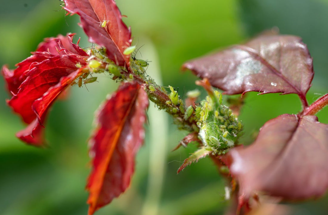 Wat te doen tegen luis op rozen? - Belle Epoque