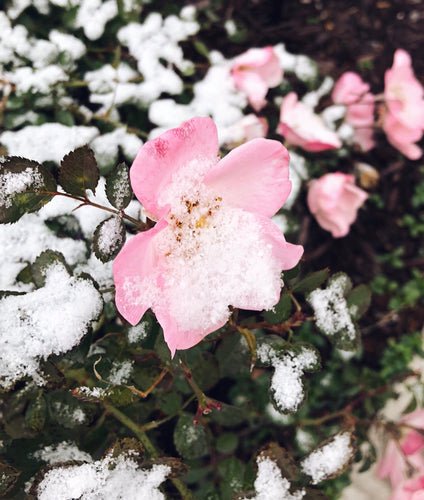 Wintertips voor je rozen: zo zorg je voor een gezonde start in het voorjaar - Belle Epoque