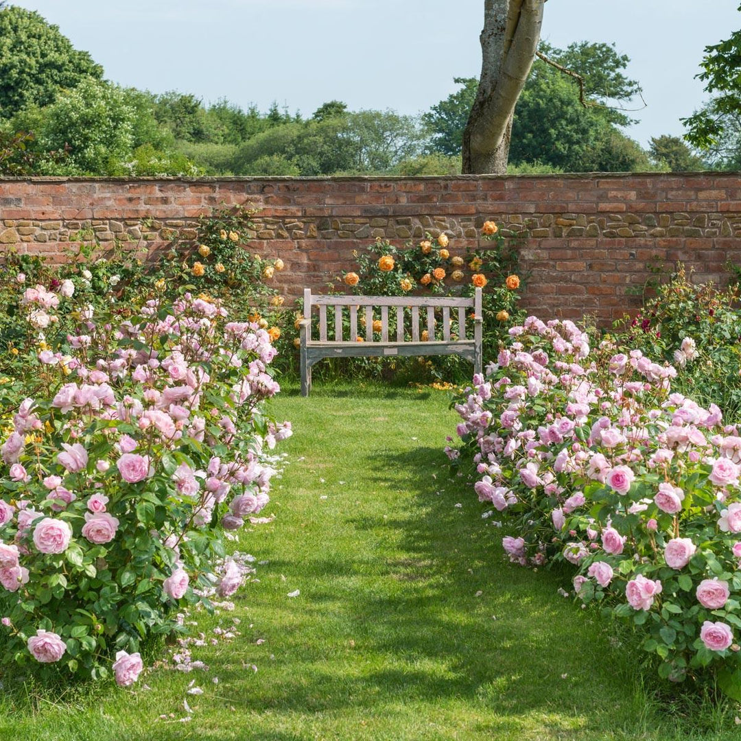 Zo maak je een romantische rozenhaag - Belle Epoque