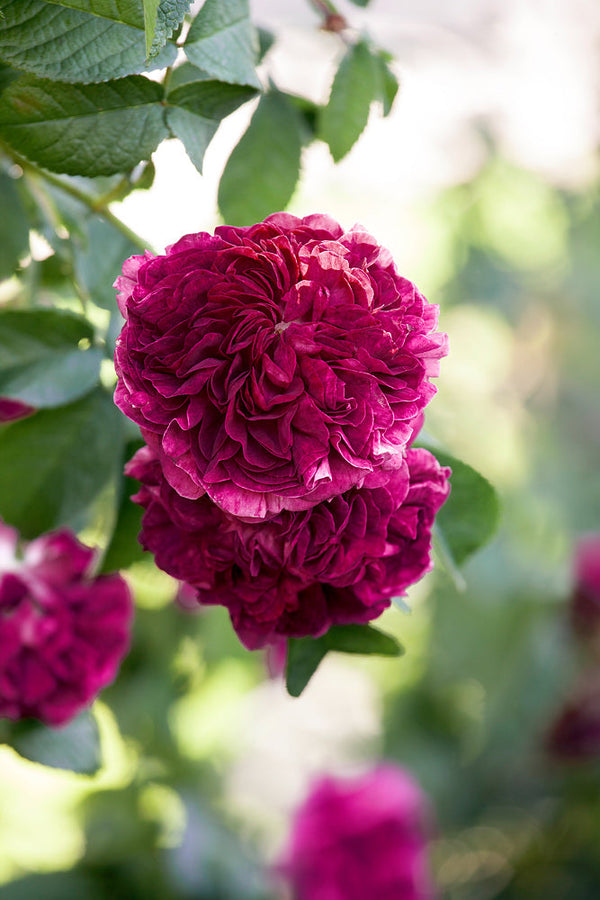 Historic roses