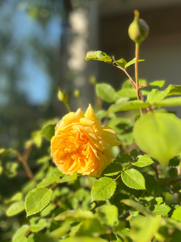Yellow roses