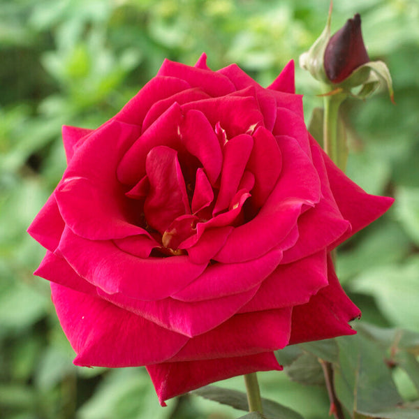 Red roses