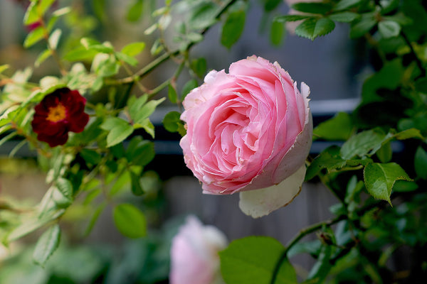 Pink roses