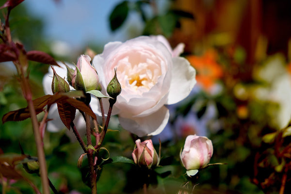 White roses
