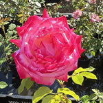 Japanese Rose BI – Seika (Olympic Torch)