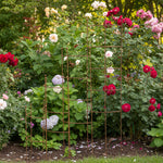 Rose support Simply