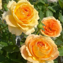 Caramel Antique