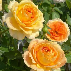 Caramel Antique (NEW 2026)