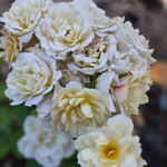 Japanese rose Ioli