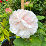 Blanchefleur (Centifolia)