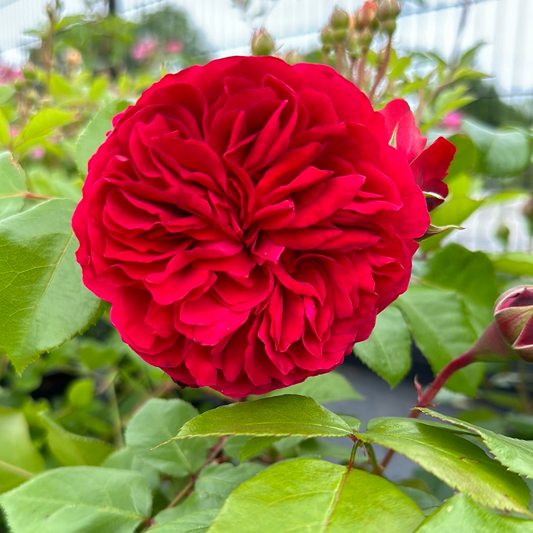 Red Leonardo da Vinci