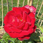 Japanese Rose BI – Kibo (Hope) (NEW 2026)