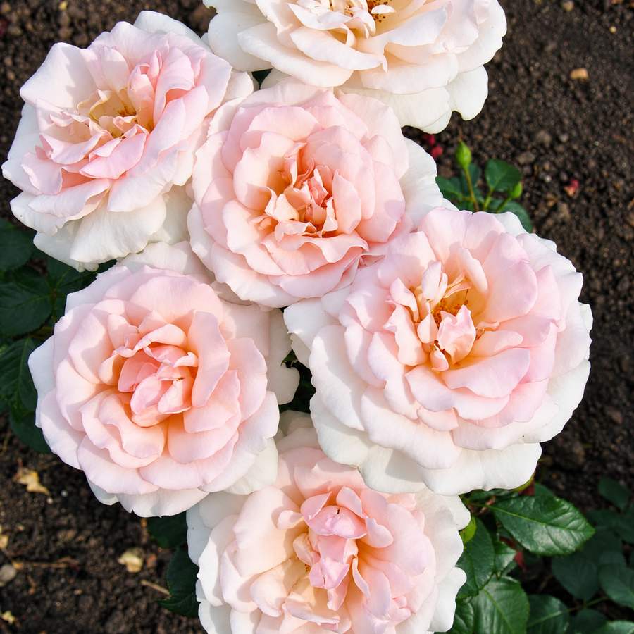 A Whiter Shade of Pale