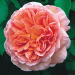 Abraham Darby (Auscot)