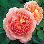 Abraham Darby (Auscot)