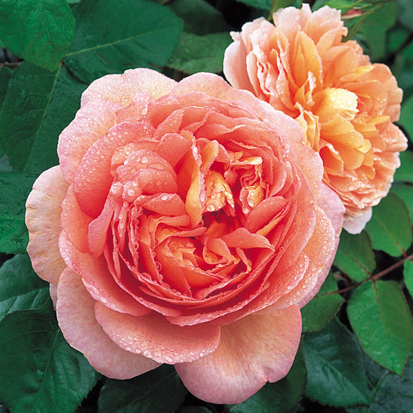 Abraham Darby (Auscot)