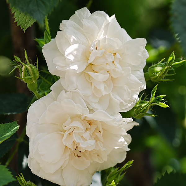 Alba Maxima