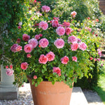 Princess Alexandra of Kent (Ausmerchant)