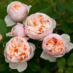 Bella Romantica