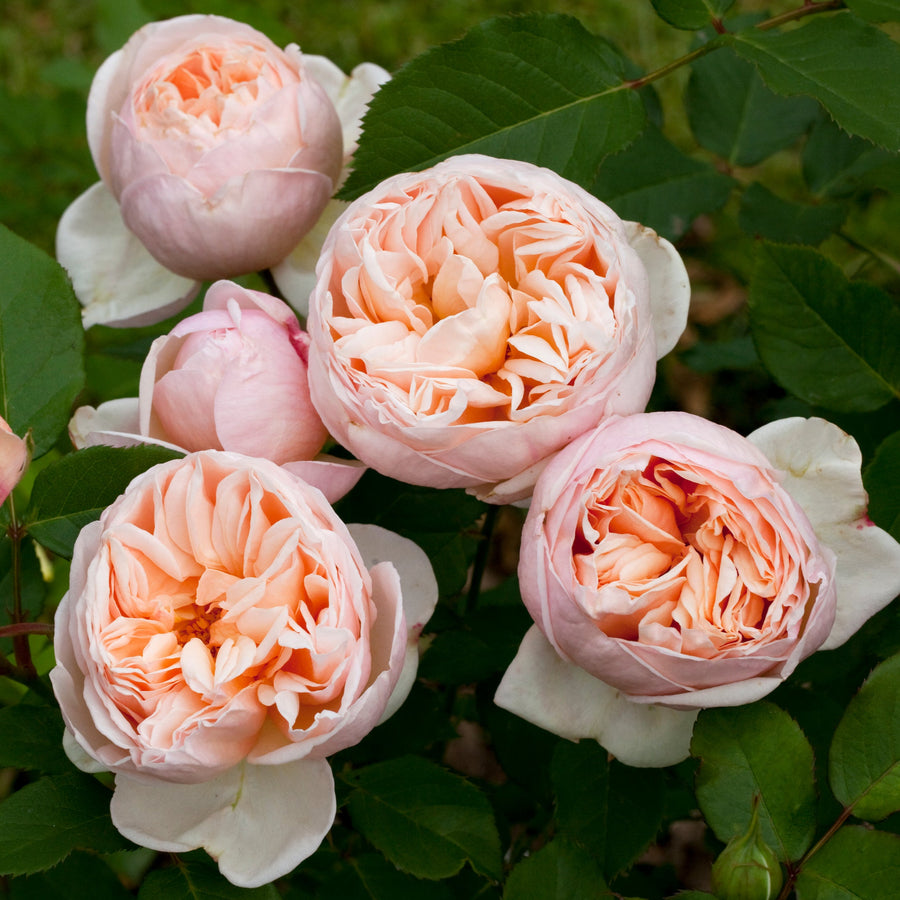 Bella Romantica