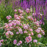 Zachtroze Engelse roos met symmetrische, rozetvormige bloemen.