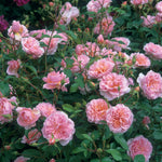 Zachtroze Engelse roos met symmetrische, rozetvormige bloemen.
