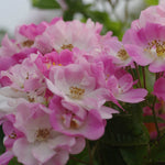Apple Blossom