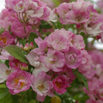 Apple Blossom