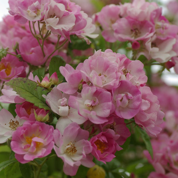 Apple Blossom