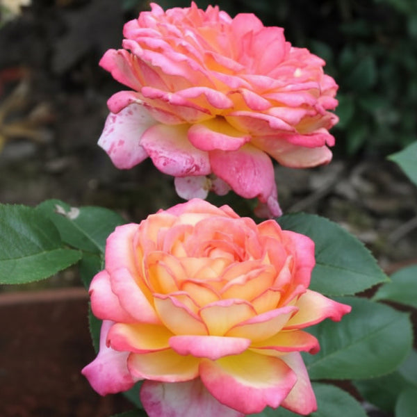 Japanese Rose BI – Asagumo (Morning Cloud) (NEW 2026)