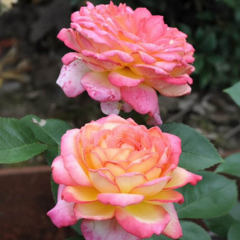 Japanese Rose BI – Asagumo (Morning Cloud) (NEW 2026)