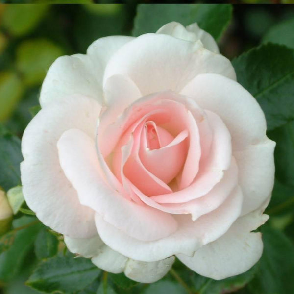 Aspirin Rose (on stem)