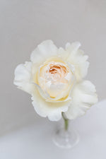 Yves Piaget Cream