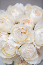 Yves Piaget Cream