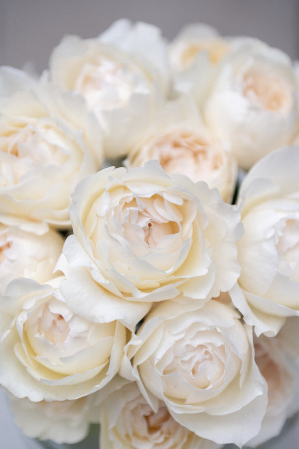 Yves Piaget Cream