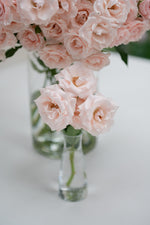 Majolica Pink