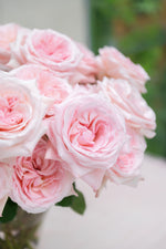 Pink O'Hara